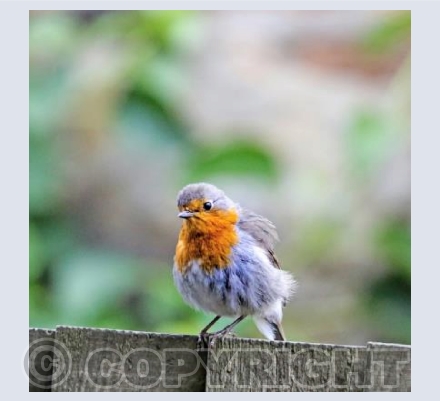 RTSW029 (Robin on fence)
