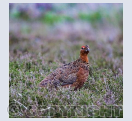 RTSW002 (Red Grouse)