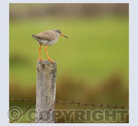 RTSW004 (Redshank on fence)