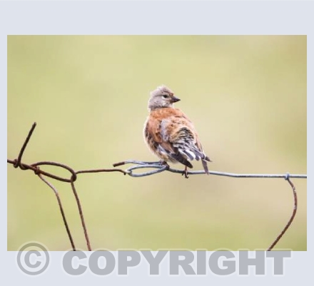 RTSW003 (Linnet)