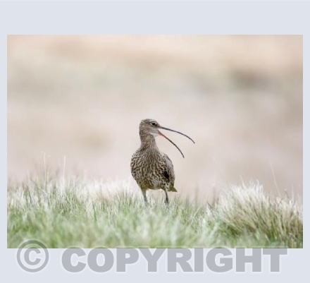 RTSW005 (Curlew calling)