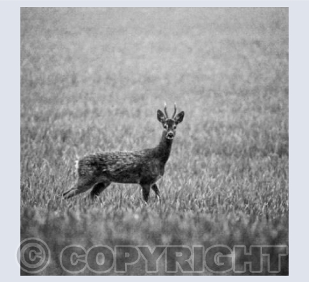 RTSW018 (Roe Deer)