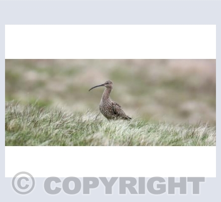 RTSW006 (Curlew)
