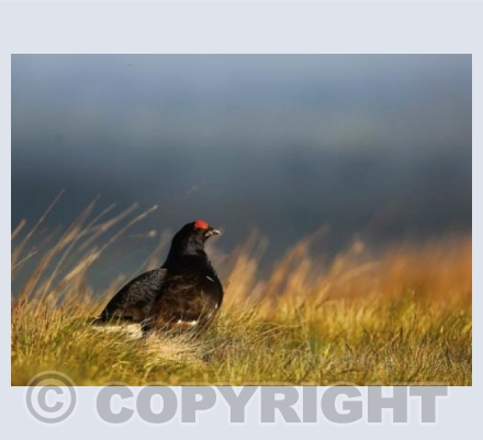 RTSW008 (Black Grouse in morning light)