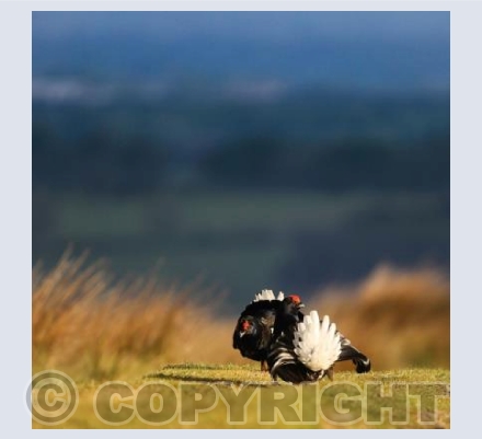 RTSW007 (Black Grouse Lekking)