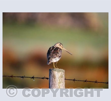 RTSW019  (Autumn Snipe)