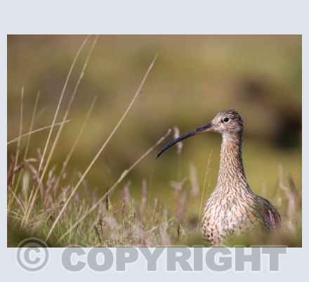 RTSW021 (Curlew in first light)