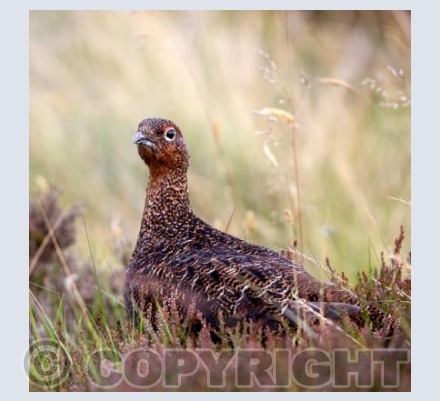 RTSW035 (Red Grouse)