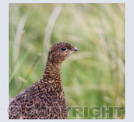 RTSW038 (Red Grouse)