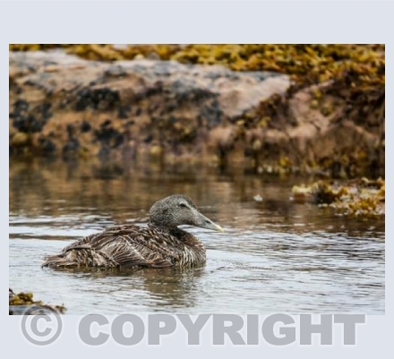 RTSW034 (Eider duck)