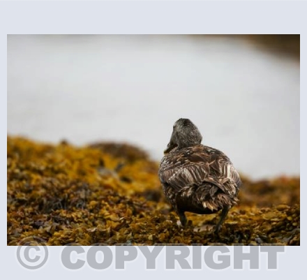 RTSW036 (Female Eider )