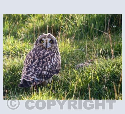 RTSW039 (Short eared owl)