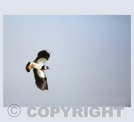 RTSW009 (Lapwing in Flight)