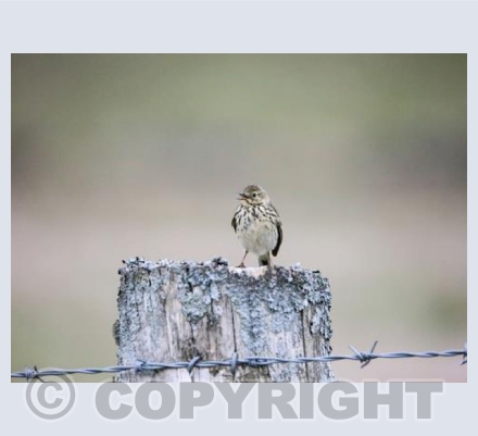 RTSW010 (Meadow pipit singing)