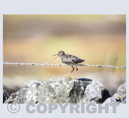 RTSW013 (Redshank calling)