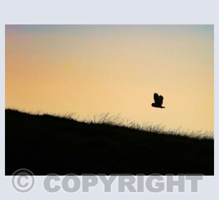 RTSW042 (Shortie Flying)