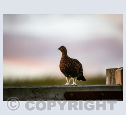 RTSW041 (Gate Post Grouse)