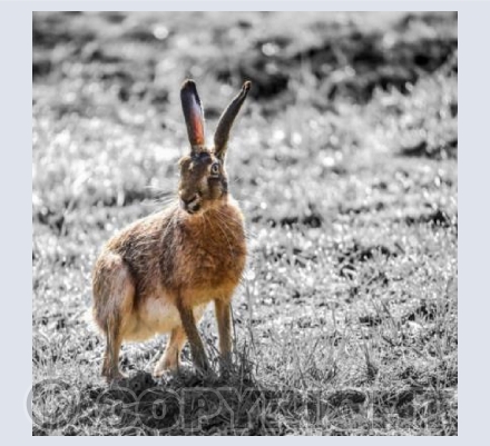 RTSW001  (Hare)