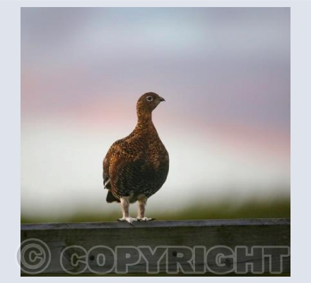 RTSW046 (Red Grouse)