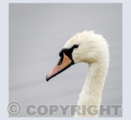RTSW047 (Swan)