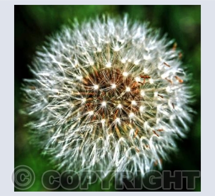 RTSCU005 (Wishes)