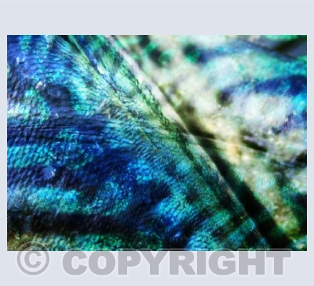 RTSCU008 (mackerel )