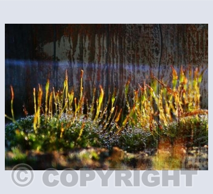 RTSCU006 (Enchanted) 