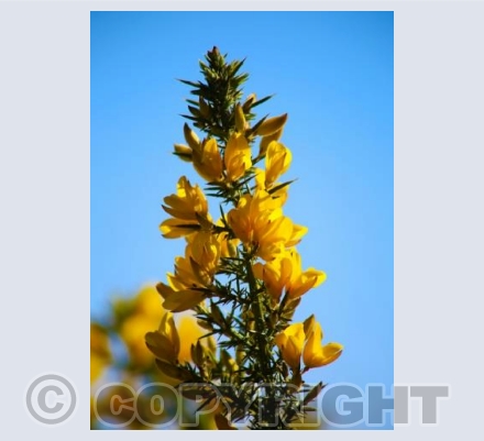 RTSCU003 (Gorse) 