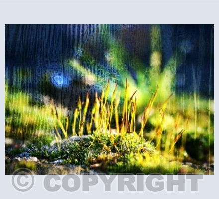 RTSCU007 (Enchanted Vivid)