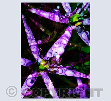 RTSCU002 (Purple Stars)