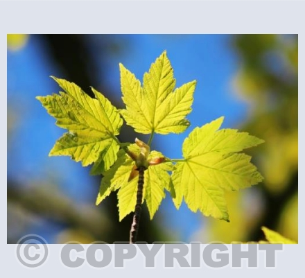 RTSCU009  (Spring Leaves)