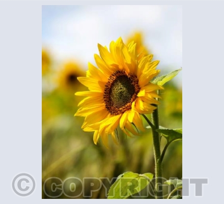 RTSCU004 (Sunflower)