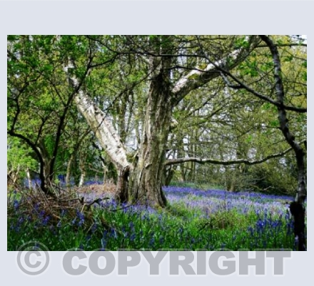 RTSL013 (Bluebell Woods)