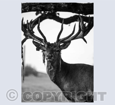 stag card