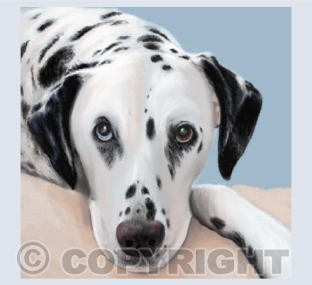 Devoted Dalmatian
