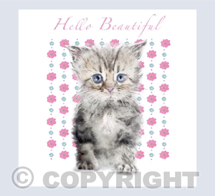 Kitten says hello