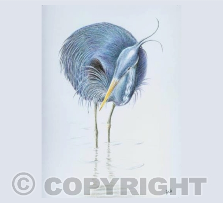 Heron Wading in the Kingsbridge Estuary