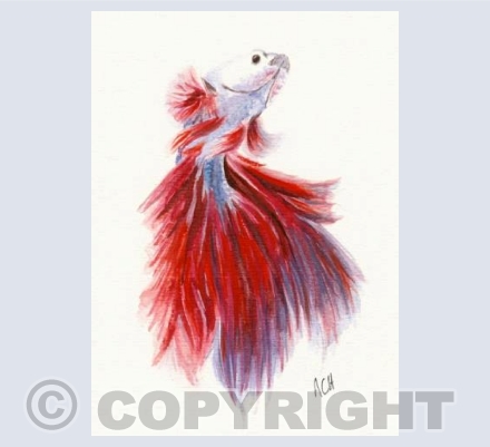 Siamese Fighting Fish
