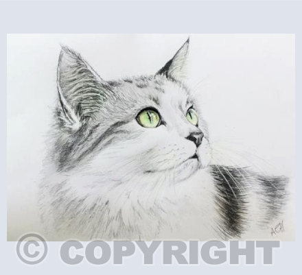 Cat's Eyes