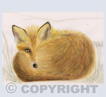 Foxy