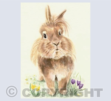 Russel the Rabbit