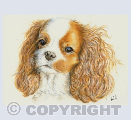 Matilda Cavalier King Charles Spaniel