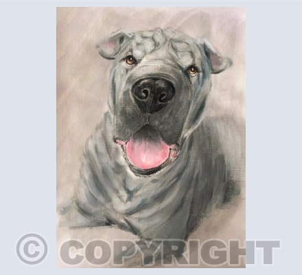 Happy Shar Pei Dog