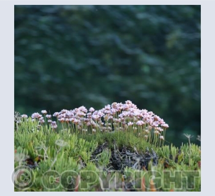 Cornish Thrift