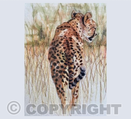 On the Trail of the Cheetah
