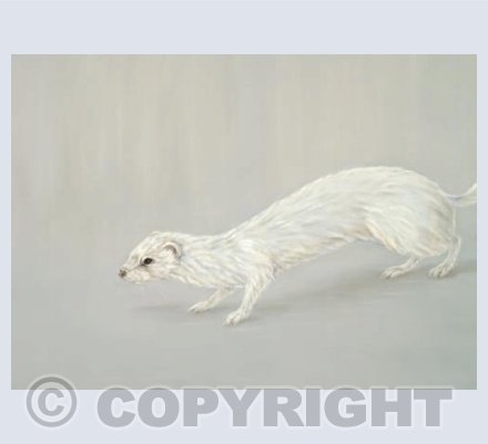 Ermine
