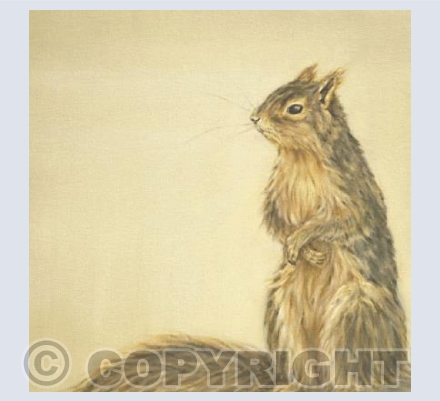 Fox Squirrel