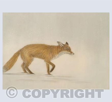 Fox