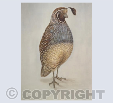 California Quail