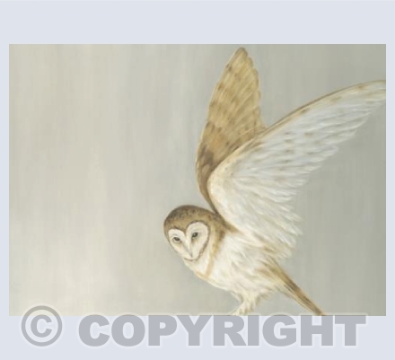 Barn Owl Alighting